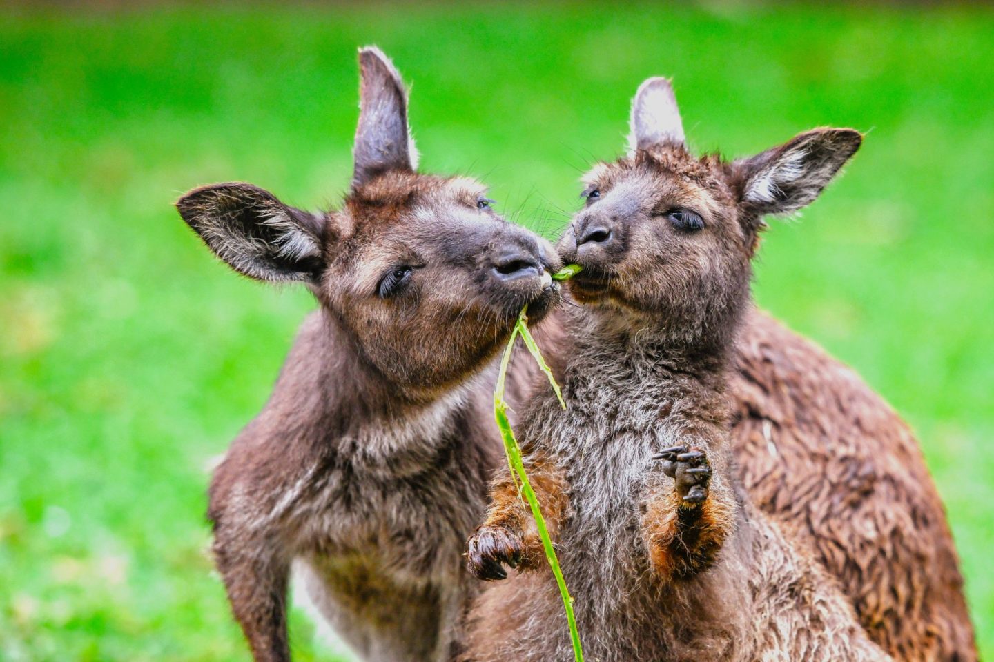 Kangaroo Island – Where the Road Trip Slows Right Down